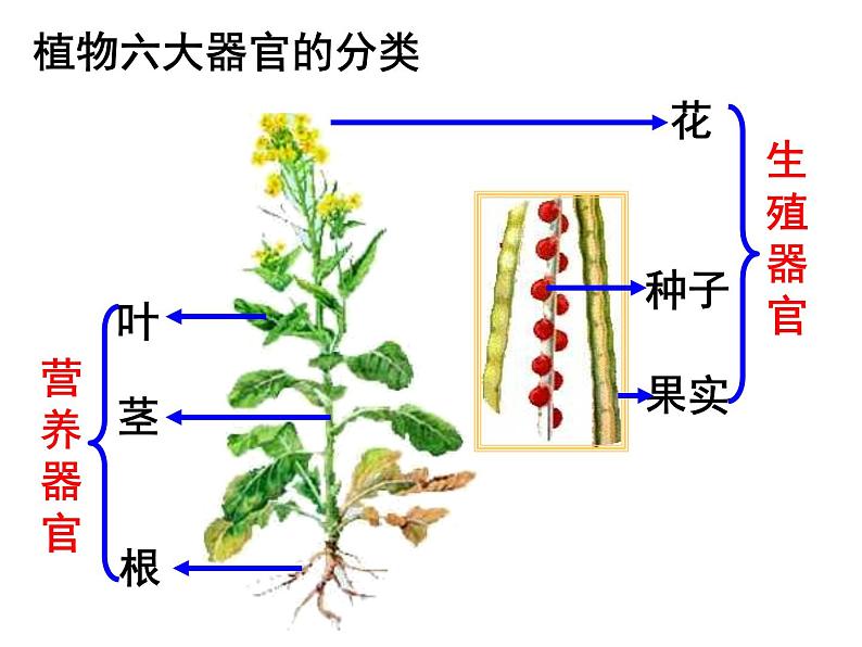 苏科版七年级下册生物 9.1植物体的组成 课件第5页