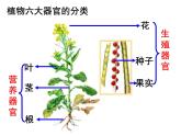 苏科版七年级下册生物 9.1植物体的组成 课件