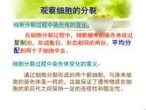 苏科版七年级下册生物 8.2细胞的分裂和分化 课件