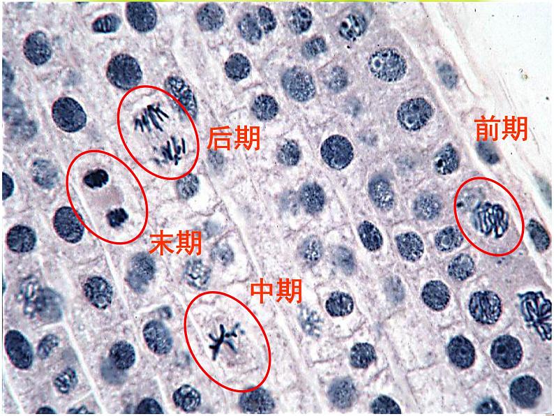 苏科版七年级下册生物 8.2细胞的分裂和分化 课件05