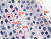 苏科版七年级下册生物 8.2细胞的分裂和分化 课件