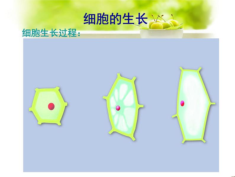 苏科版七年级下册生物 8.2细胞的分裂和分化 课件07