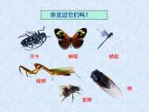 苏科版七年级下册生物 12.2昆虫 课件