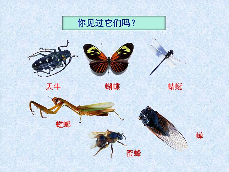 苏科版七年级下册生物 12.2昆虫 课件第3页