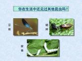 苏科版七年级下册生物 12.2昆虫 课件