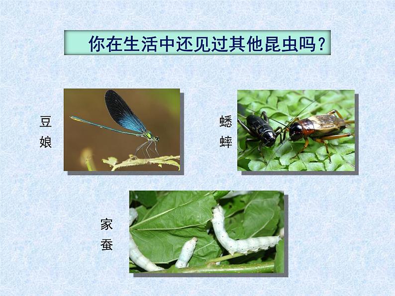 苏科版七年级下册生物 12.2昆虫 课件第4页