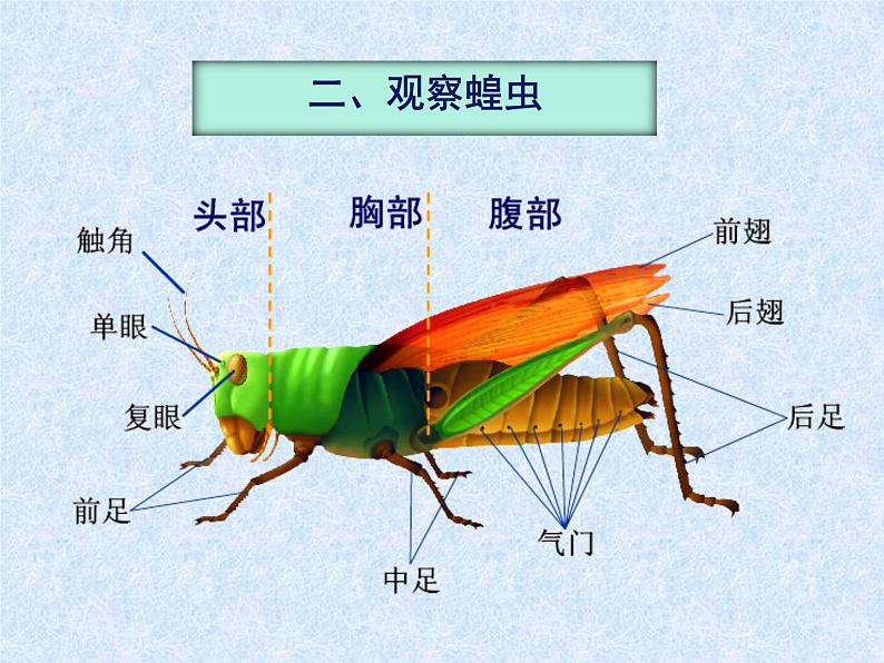 苏科版七年级下册生物 12.2昆虫 课件第7页