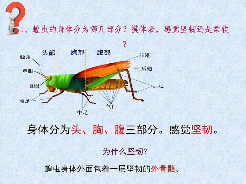 苏科版七年级下册生物 12.2昆虫 课件第8页