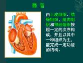 苏科版七年级下册生物 9.2人体的组成 课件