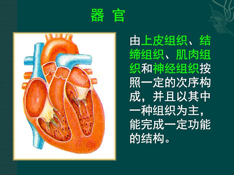 苏科版七年级下册生物 9.2人体的组成 课件第5页