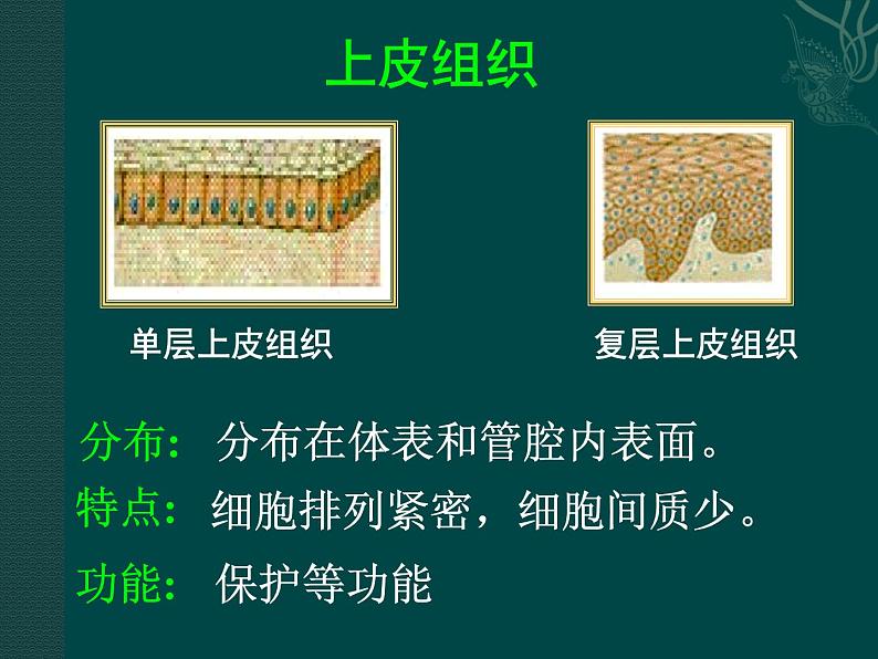 苏科版七年级下册生物 9.2人体的组成 课件第8页