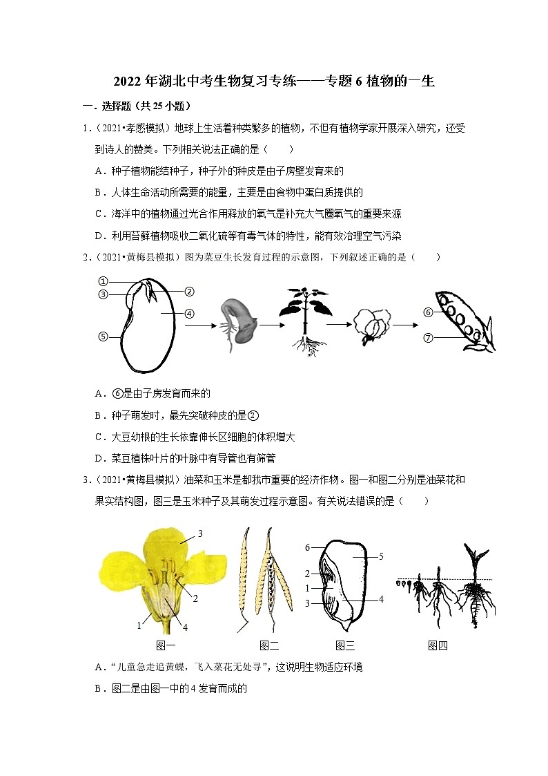 2022年湖北中考生物复习专练——专题6植物的一生+解析版01