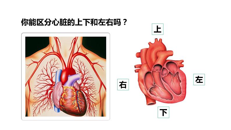 4.4.3输送血液的泵——心脏（第1课时）课件人教版七年级下册生物07