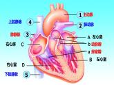 4.4.3输送血液的泵——心脏（第2课时）课件人教版七年级下册生物