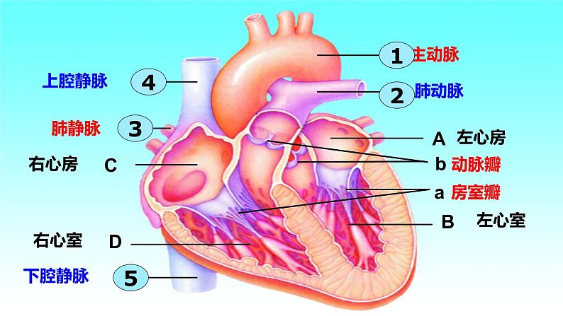 4.4.3输送血液的泵——心脏（第2课时）课件人教版七年级下册生物04