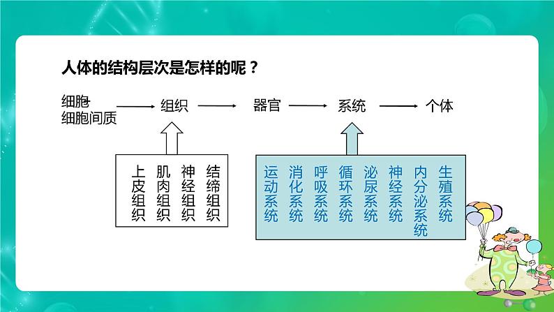 8.3人体概述课件苏教版生物七年级下册第3页