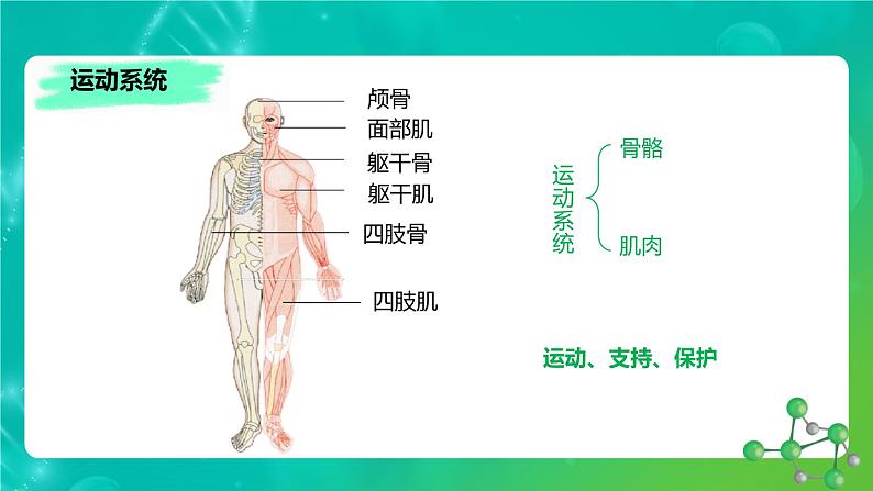 8.3人体概述课件苏教版生物七年级下册第4页
