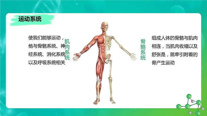 8.3人体概述课件苏教版生物七年级下册第5页