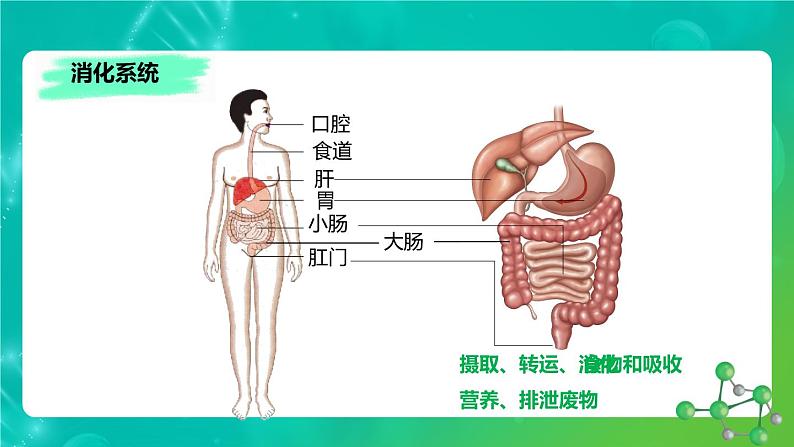8.3人体概述课件苏教版生物七年级下册第6页