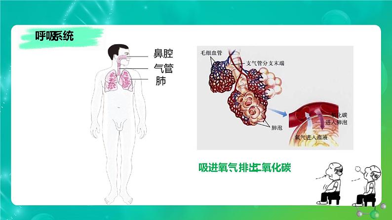 8.3人体概述课件苏教版生物七年级下册第7页