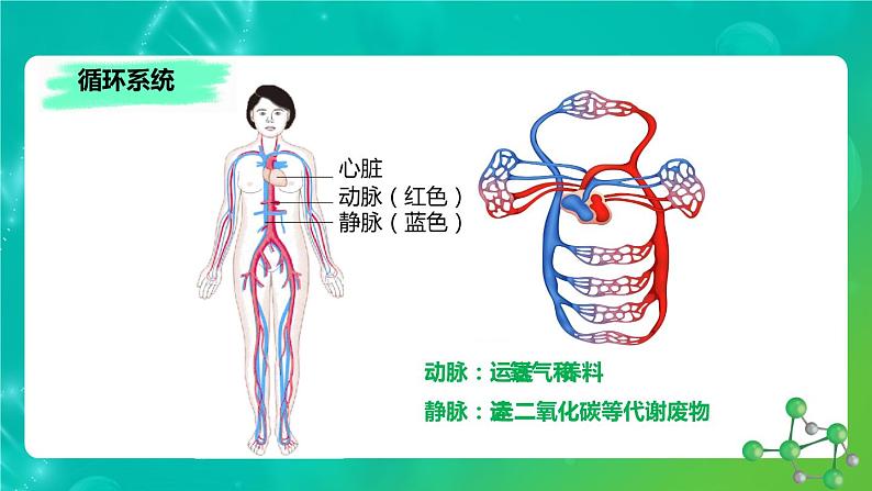 8.3人体概述课件苏教版生物七年级下册第8页