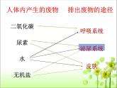 lreuex4v.eyy@4.5人体内废物的排出课件人教版生物七年级下册