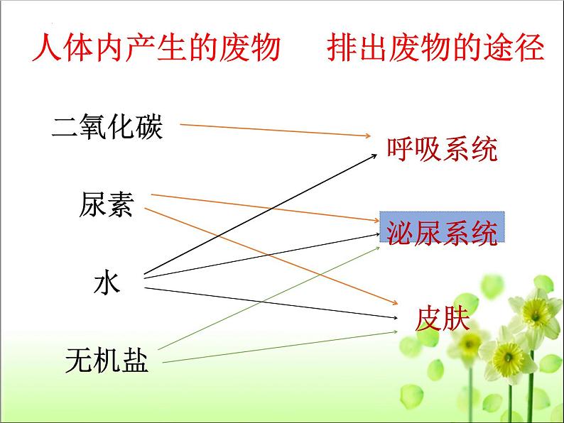 lreuex4v.eyy@4.5人体内废物的排出课件人教版生物七年级下册第5页