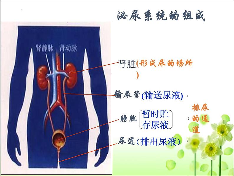 lreuex4v.eyy@4.5人体内废物的排出课件人教版生物七年级下册第7页