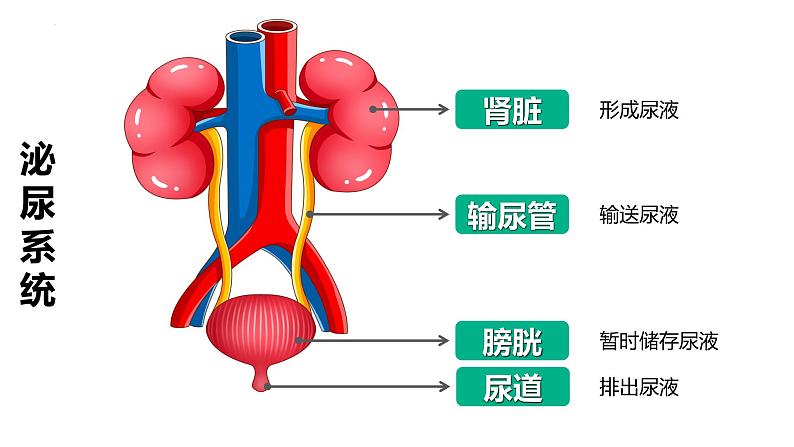 第四单元第五章人体内废物的排出课件人教版生物七年级下册第6页