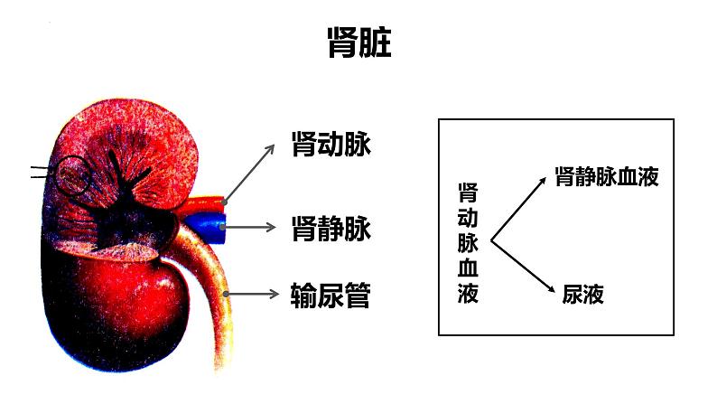 第四单元第五章人体内废物的排出课件人教版生物七年级下册第7页