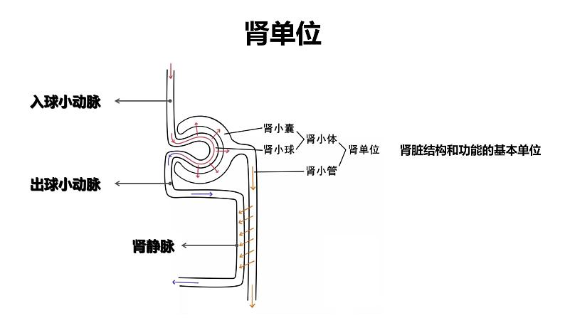 第四单元第五章人体内废物的排出课件人教版生物七年级下册第8页