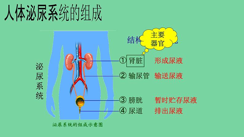 4.5人体内废物的排出课件人教版生物七年级下册03