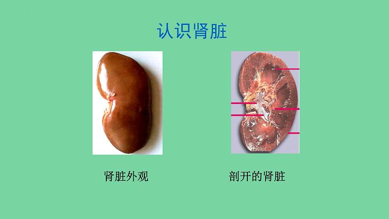 4.5人体内废物的排出课件人教版生物七年级下册05