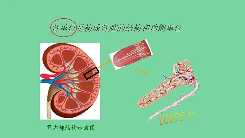 4.5人体内废物的排出课件人教版生物七年级下册06