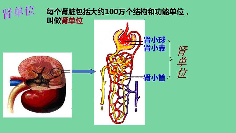 4.5人体内废物的排出课件人教版生物七年级下册07