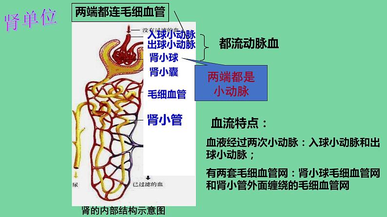 4.5人体内废物的排出课件人教版生物七年级下册08