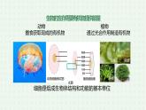 5.1.1《腔肠动物和扁形动物》（第一课时）-课件