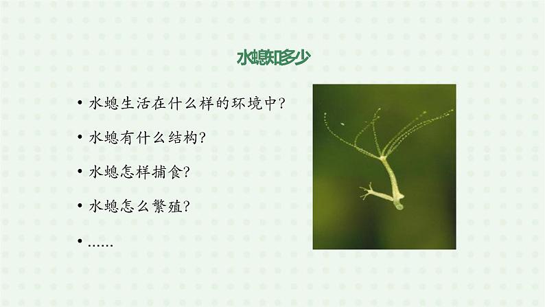 5.1.1《腔肠动物和扁形动物》（第一课时）-课件05