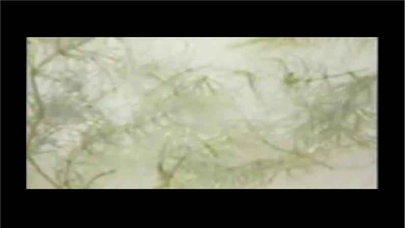 5.1.1《腔肠动物和扁形动物》（第一课时）-课件07