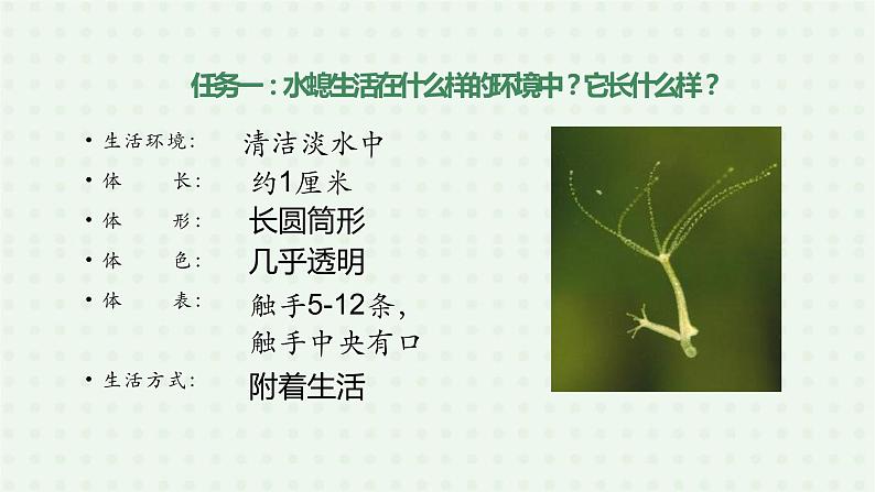 5.1.1《腔肠动物和扁形动物》（第一课时）-课件08