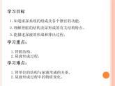 北师大版七下生物 11.2尿的形成与排出 课件