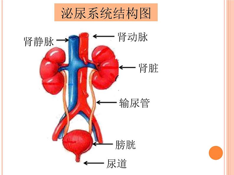 北师大版七下生物 11.2尿的形成与排出 课件04