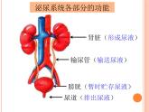 北师大版七下生物 11.2尿的形成与排出 课件