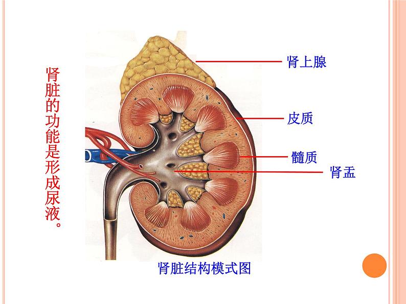 北师大版七下生物 11.2尿的形成与排出 课件07