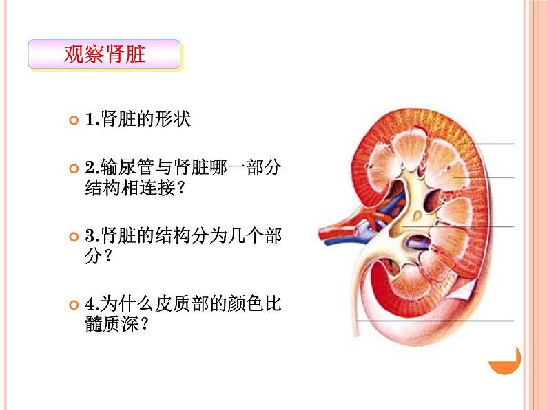 北师大版七下生物 11.2尿的形成与排出 课件08