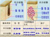 北师大版七下生物 12.3激素调节 课件