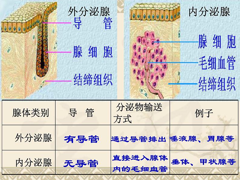 北师大版七下生物 12.3激素调节 课件第4页