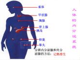 北师大版七下生物 12.3激素调节 课件