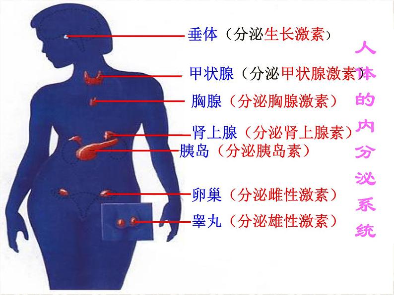 北师大版七下生物 12.3激素调节 课件第8页