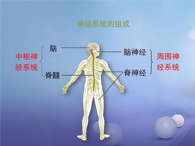 北师大版七下生物 12.1神经系统与神经调节 课件第4页